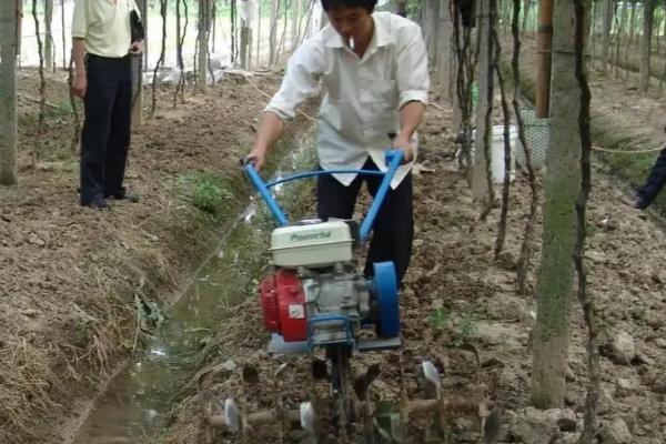 葡萄结果时怎样施肥，根据生长状况选择叶面肥