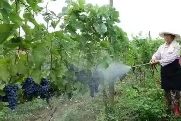 葡萄结果时怎样施肥，根据生长状况选择叶面肥