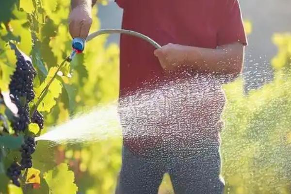 葡萄结果时怎样施肥，根据生长状况选择叶面肥