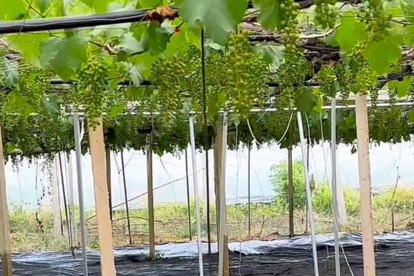 葡萄结果时怎样施肥，根据生长状况选择叶面肥