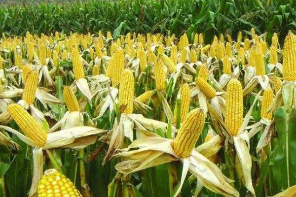 源玉307玉米种的特征特性,株高为276.5厘米左右