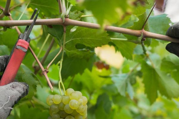 葡萄结果时怎样施肥，根据生长状况选择叶面肥