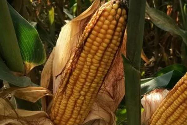 源玉307玉米种的特征特性,株高为276.5厘米左右