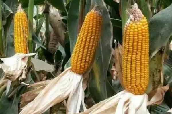 源玉307玉米种的特征特性,株高为276.5厘米左右