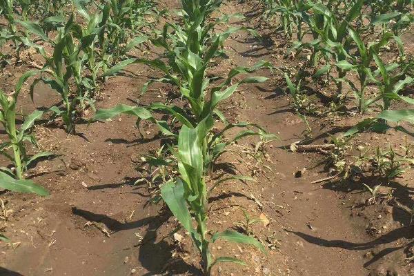 源玉307玉米种的特征特性,株高为276.5厘米左右