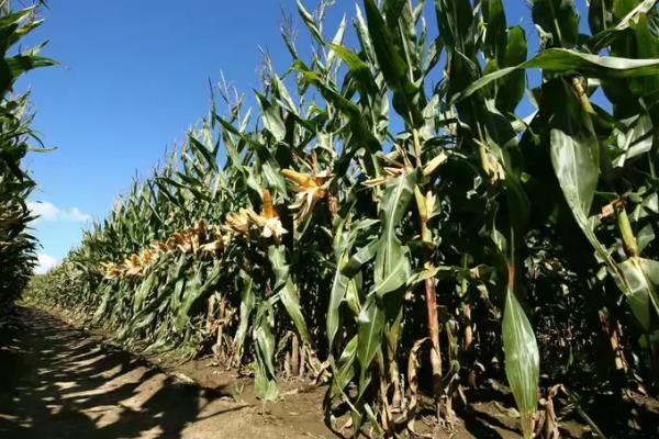 源玉307玉米种的特征特性,株高为276.5厘米左右