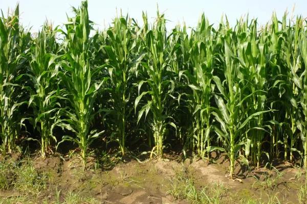 源玉307玉米种的特征特性,株高为276.5厘米左右