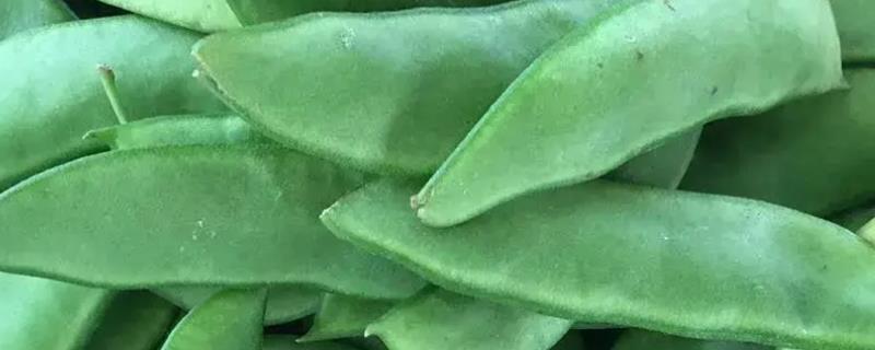 扁豆的外观，荚果呈长圆状镰形
