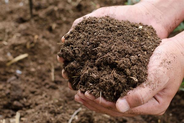 盆栽瑞香如何养护,株高达到8厘米时要摘心