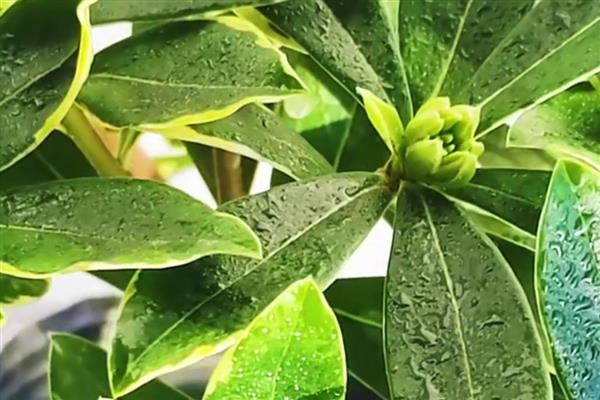 盆栽瑞香如何养护,株高达到8厘米时要摘心