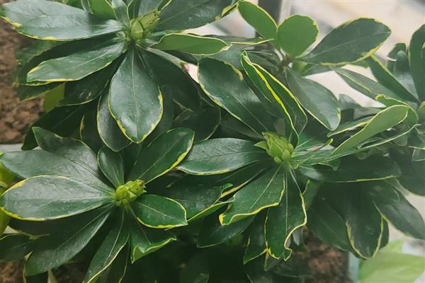 盆栽瑞香如何养护,株高达到8厘米时要摘心