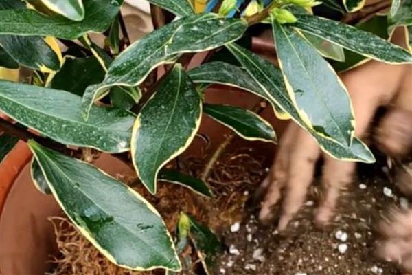 盆栽瑞香如何养护,株高达到8厘米时要摘心