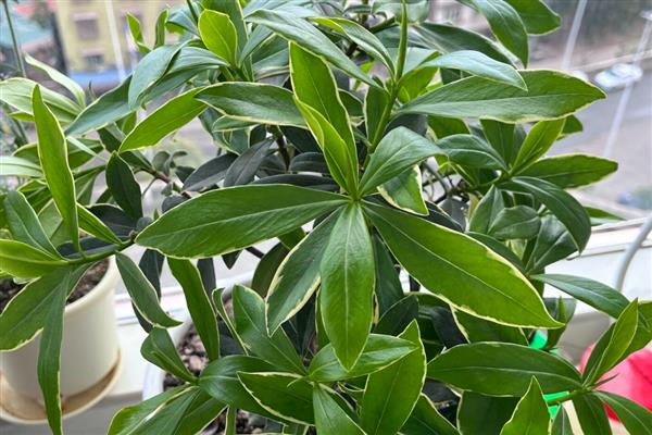 盆栽瑞香如何养护,株高达到8厘米时要摘心