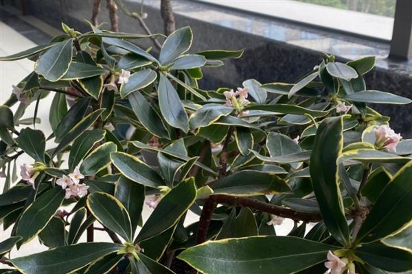 盆栽瑞香如何养护,株高达到8厘米时要摘心