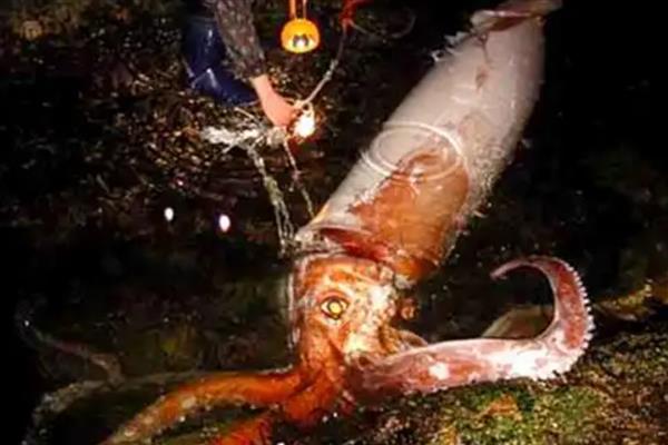 大王乌贼的体型，常见体长为6-12米左右