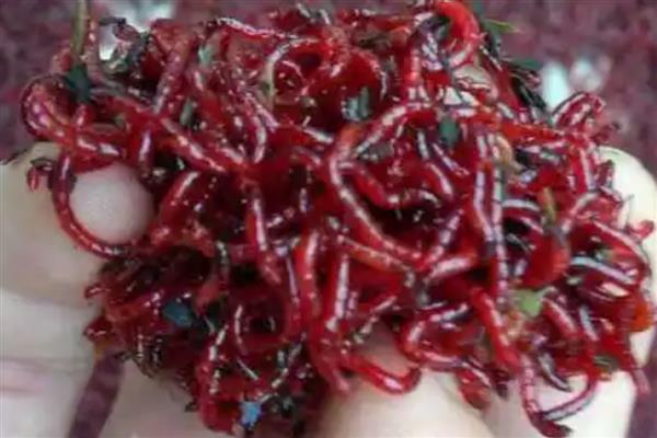 红虫钓鱼危险吗，纯粹是无稽之谈