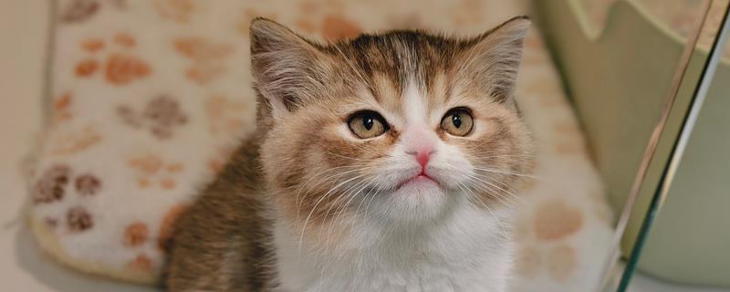 猫睡觉时为什么腿在抽搐，可能是睡眠浅所致