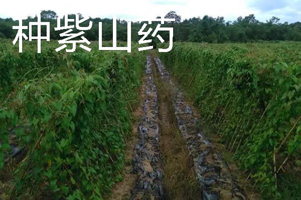 当前种什么东西可以赚钱，黑花生、紫山药等品种是不错的选择