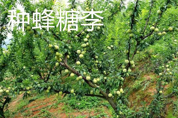 当前种什么东西可以赚钱，黑花生、紫山药等品种是不错的选择