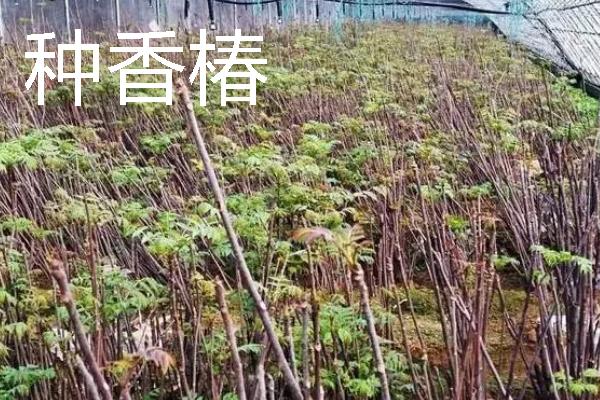 当前种什么东西可以赚钱，黑花生、紫山药等品种是不错的选择
