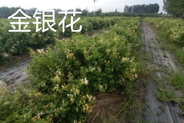 当前种什么东西可以赚钱，黑花生、紫山药等品种是不错的选择