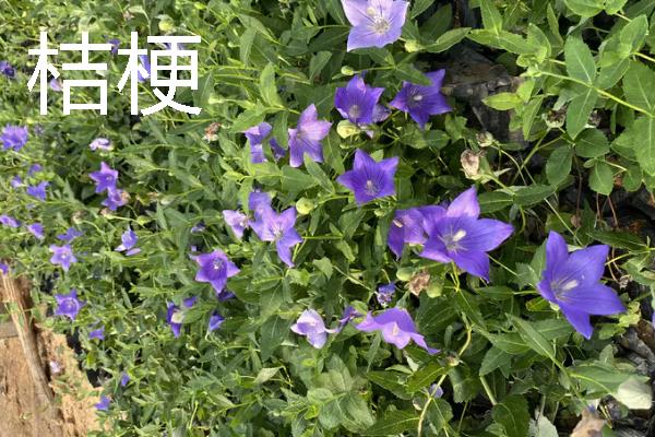 当前种什么东西可以赚钱，黑花生、紫山药等品种是不错的选择