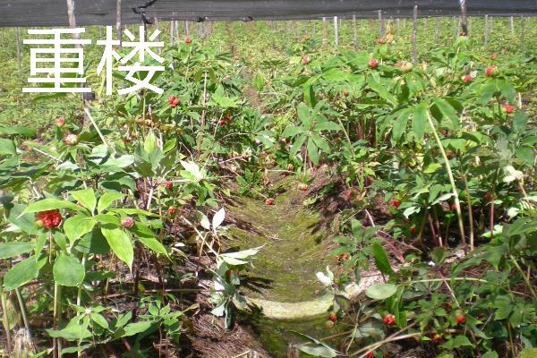 当前种什么东西可以赚钱，黑花生、紫山药等品种是不错的选择
