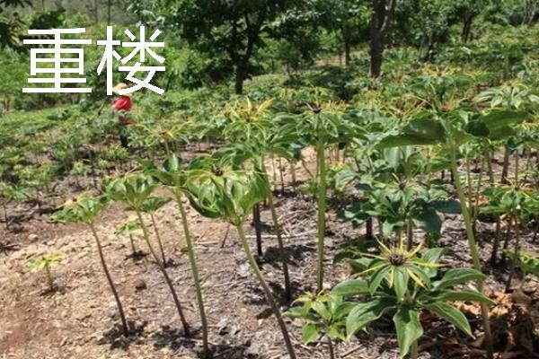 当前种什么东西可以赚钱，黑花生、紫山药等品种是不错的选择