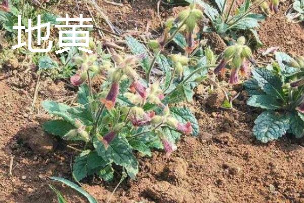 当前种什么东西可以赚钱，黑花生、紫山药等品种是不错的选择