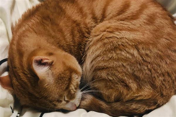 猫睡觉时为什么腿在抽搐，可能是睡眠浅所致