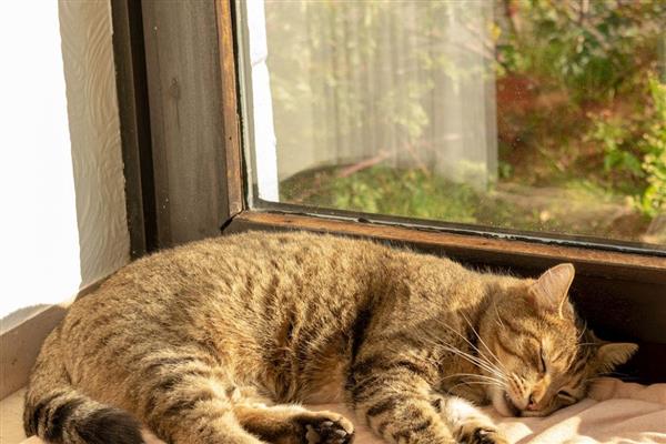 猫睡觉时为什么腿在抽搐，可能是睡眠浅所致