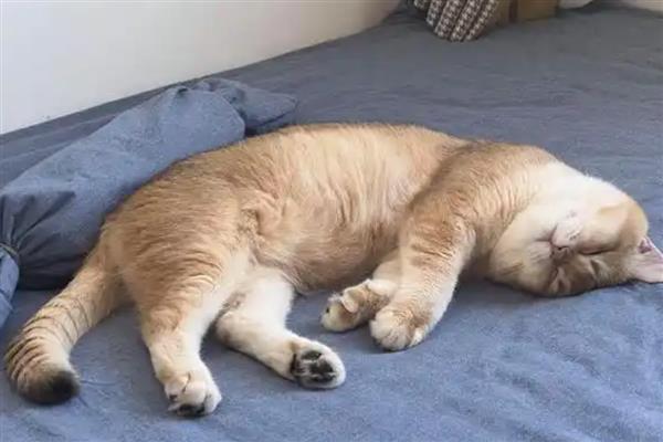 猫睡觉时为什么腿在抽搐，可能是睡眠浅所致