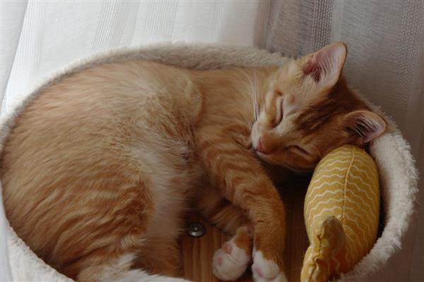 猫睡觉时为什么腿在抽搐，可能是睡眠浅所致