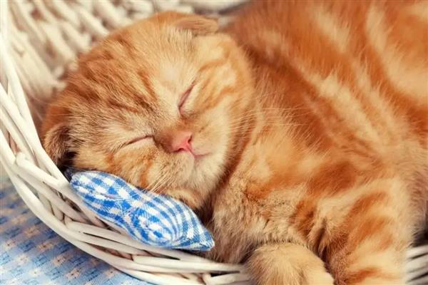 猫睡觉时为什么腿在抽搐，可能是睡眠浅所致