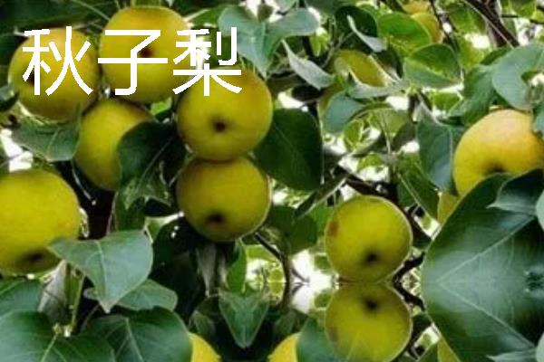 梨的品种有哪些，主要有白梨、秋子梨等