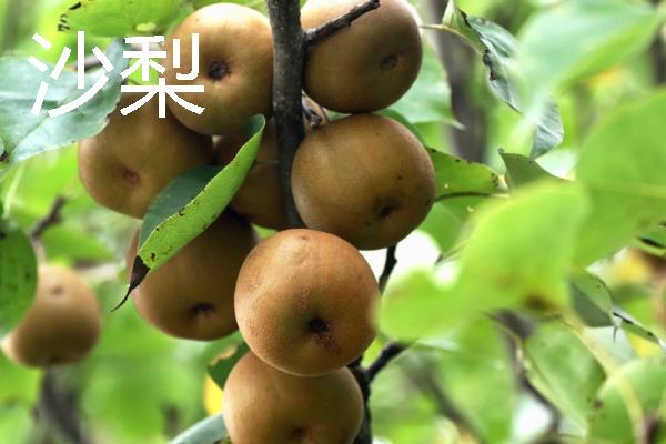 梨的品种有哪些，主要有白梨、秋子梨等