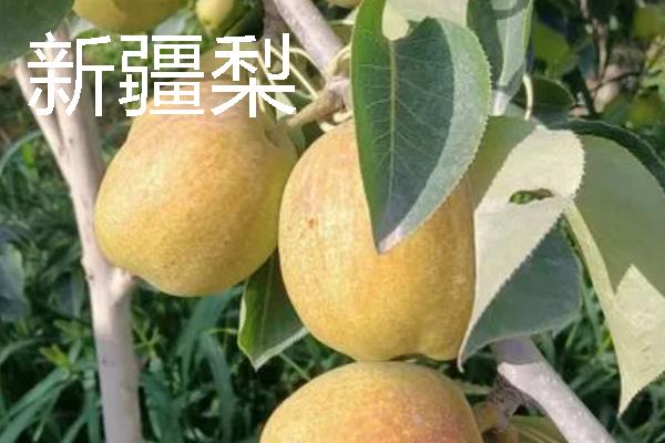 梨的品种有哪些，主要有白梨、秋子梨等
