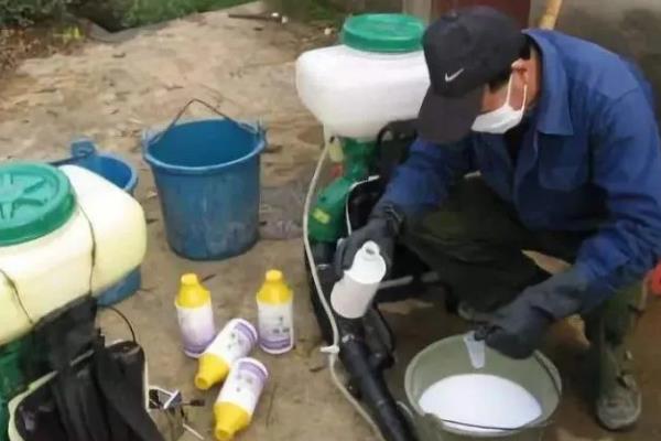 梨的品种有哪些，主要有白梨、秋子梨等