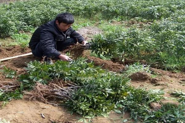 杨梅树栽培要点，建议在3月份进行栽培