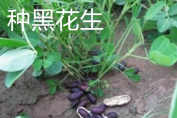 当前种什么东西可以赚钱，黑花生、紫山药等品种是不错的选择