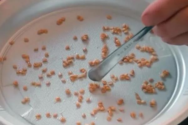圣女果在几月份播种，通常在春秋季节进行播种