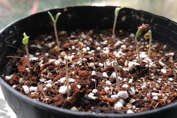 圣女果在几月份播种，通常在春秋季节进行播种
