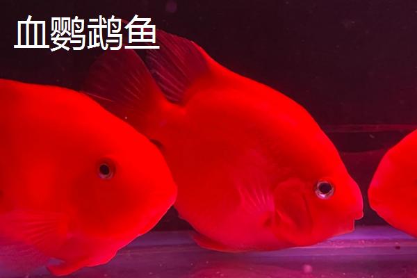 哪些鹦鹉鱼很常见，包括血鹦鹉鱼、金刚鹦鹉鱼等品种