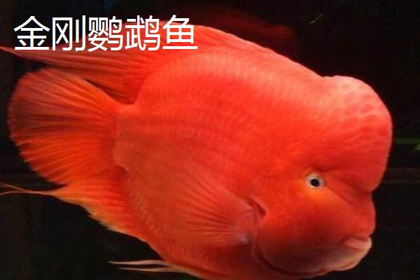 哪些鹦鹉鱼很常见，包括血鹦鹉鱼、金刚鹦鹉鱼等品种