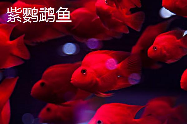 哪些鹦鹉鱼很常见，包括血鹦鹉鱼、金刚鹦鹉鱼等品种