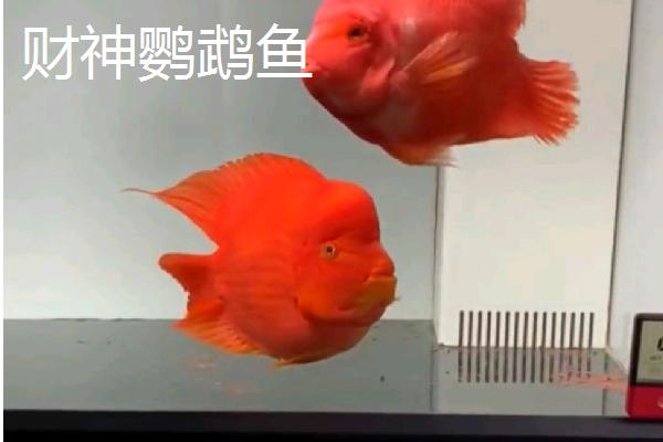 哪些鹦鹉鱼很常见，包括血鹦鹉鱼、金刚鹦鹉鱼等品种