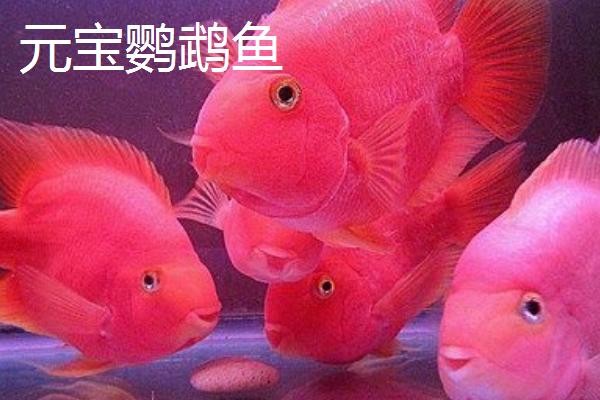 哪些鹦鹉鱼很常见，包括血鹦鹉鱼、金刚鹦鹉鱼等品种