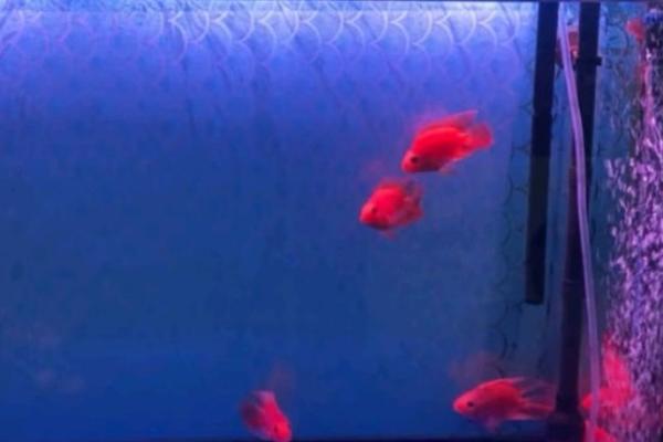哪些鹦鹉鱼很常见，包括血鹦鹉鱼、金刚鹦鹉鱼等品种