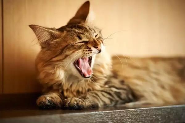 猫咪晚上为何不停的叫，可能是发情、受到习性影响等因素所致