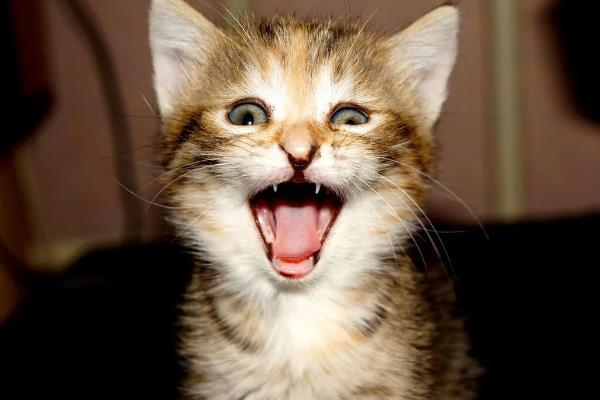 猫咪晚上为何不停的叫，可能是发情、受到习性影响等因素所致